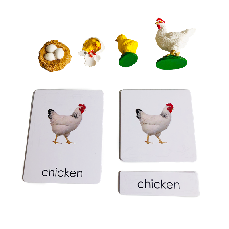 Tarjetas y modelos de animales - Kids Education Card reseña y precio